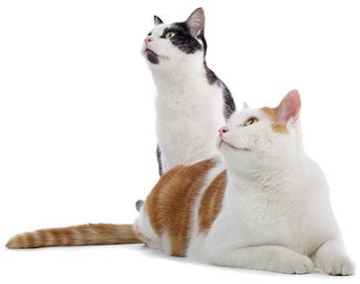 Adopt cats from the shelter — four pretty shelter cats with flowers