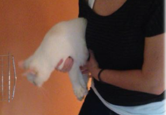Placing cat in a carrier