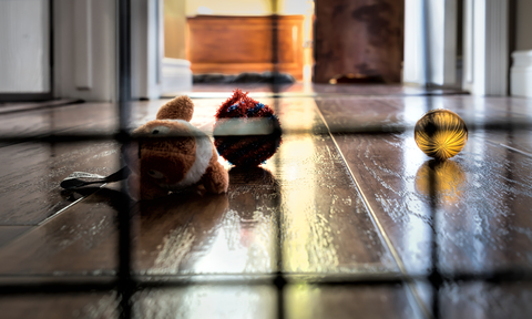 dog's view from a dog crate — photo illustrating confinement
