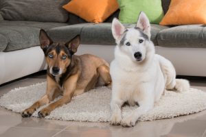 tan shepherd mix with blue eyes lying next to white husky mix in living room