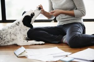 young woman giving black and white mixed-breed dog treats while sitting on the floor