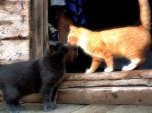two friendly cats greeting each other