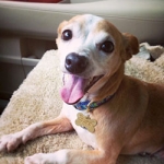 Happy Chihuahua, Chimie, after virtual dog training consult for fear and anxiety issues with Alana Stevenson