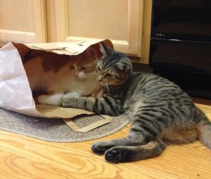 two bonded male cats lying together in a shopping bag