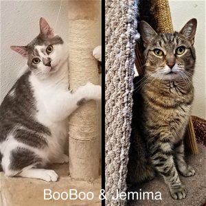 BooBoo and Jemima, bonded cats, from the Upper Valley Humane Society
