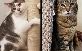 BooBoo and Jemima from Upper Valley Humane Society