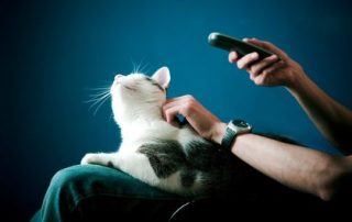 white and tabby cat on person's lap holding a TV remote for article on the need for pet-friendly housing