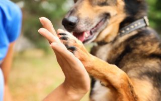 How Dogs Learn Alana Stevenson