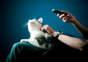 white and tabby cat sitting on a man's lap — blog by Alana Stevenson on landlords, developers, and renting with animals