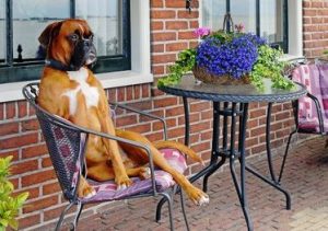 Boxer dog on patio chair outside apartment — blog on landlords and renting with animals by Alana Stevenson