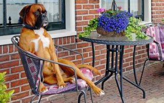 pet rentals and apartment