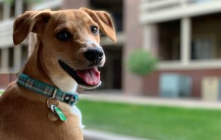 tan puppy for article on association and context learning in dogs by Alana Stevenson