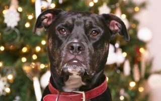 pet training tips for holidays