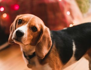 beagle in front of holiday lights