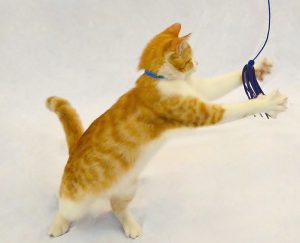 orange and white kitten with claws playing with wand toy at animal shelter