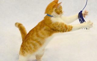 orange and white kitten playing with a blue toy