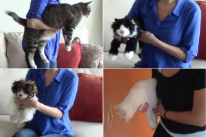 how to pick up, hold, and carry a cat demonstrated by Alana Stevenson