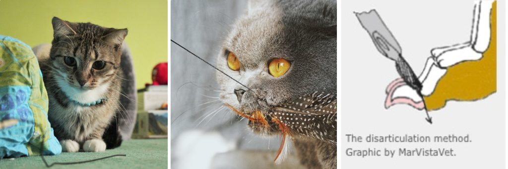 tabby cat with string, grey cat with feather, declaw diagram
