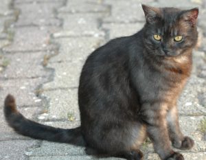 stray black and grey cat sitting outside — feral and stray cats blog by Alana Stevenson