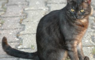 stray cat sitting outside