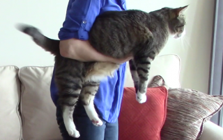 Holding and carrying a cat