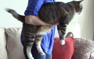 Holding and carrying a cat