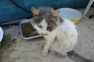 homeless stray grey and white female cat at feeding station — stray vs feral cats article by Alana Stevenson