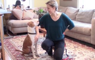 Alana Stevenson kneeling beside Lucy, a rescued pit bull, for harness and leash training video