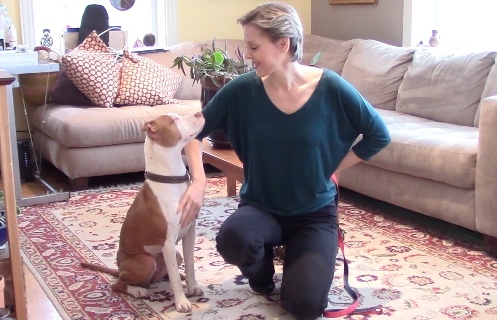 How to Put a Harness on a Dog · Alana Stevenson, MS