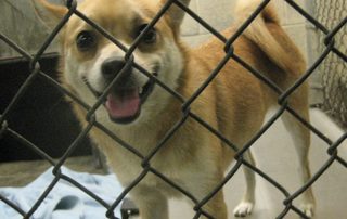 chihuahua in cage at animal shelter for article on reasons dogs and cats are surrendered at shelters