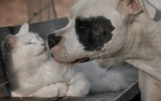 former shelter animals — white pit bull and white cat