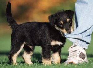 Puppy chewing pant leg — example of puppy play biting