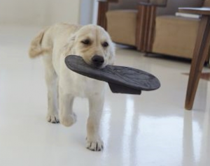 Puppy carrying slipper — example of playful puppy behavior
