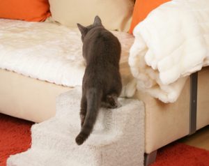 grey cat climbing carpeted pet stairs — tips for arthritic cats