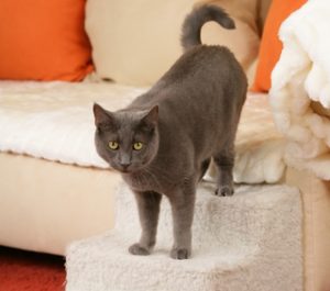 grey cat using pet stairs to sofa — help for cats with arthritis