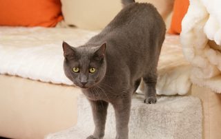 grey cat using pet stairs to sofa — help for cats with arthritis