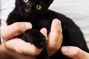 Kitten being supported instead of scruffed during handling