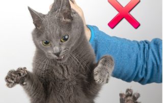 grey cat being improperly held by the scruff for article on Alternatives to Scruffing Cats By Alana Stevenson