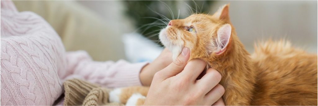 orange cat in front of Christmas tree for article on making cats happy for New Year's by Alana Stevenson