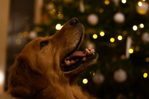 happy dog with holiday lights — New Year's theme