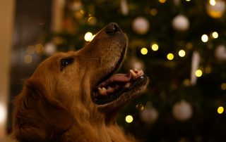happy dog with holiday lights