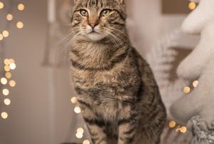 happy tabby cat sitting in front of pretty holiday lights