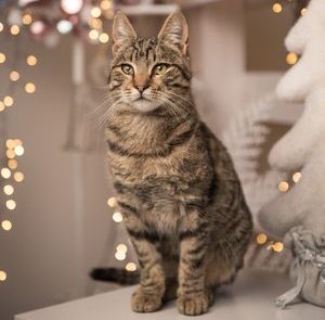 happy tabby cat sitting in front of pretty holiday lights