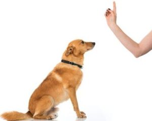 making a dog sit — woman holding up her finger in front of an anxious yellow dog who is sitting