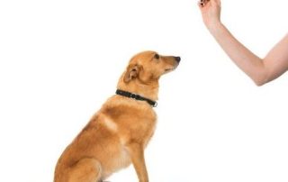 teach your dog to sit — woman holding up her finger with an anxious yellow mixed dog sitting