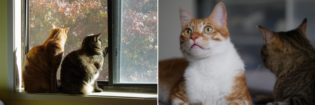 two cats looking out the window next to two cats side by side for article on Should You Get Another Cat? 