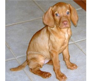 tan puppy sitting with worried expression