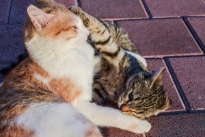 Two cats play fighting