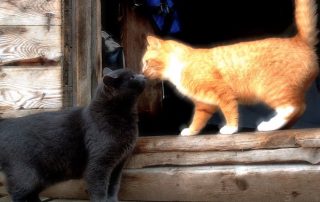 two friendly cat greeting each other © Humane Society of Greene County