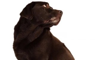 anxious brown lab looking back at owner for article on making your dog sit by Alana Stevenson